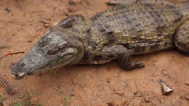 Амазонка (Amazon)