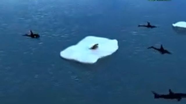 КАСАТКА АТАКУЕТ Orcas Attack Seal смотреть онлайн