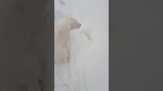 Алабай ( Белый мишка ) первая прогулка смотреть онлайн