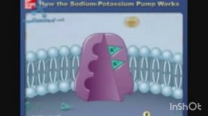 Калиево- натриевые насосы клеток, основной механищм транспотра энергии