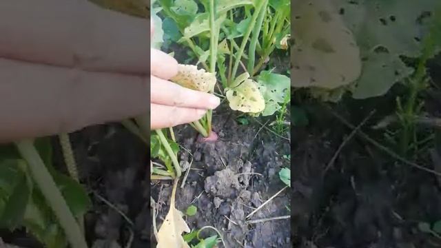 Как почистить серебро / Обзор моего сада и огорода /Мак сацвёл /Городские Поселковые ? серия 30?? смотреть онлайн