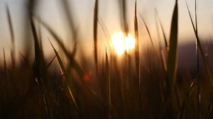 ТЕЩА - ЗЯТЬ "НА СЕНОВАЛЕ ДВА МОГУЧИХ ЧЕРЕНКА". РАССКАЖУ ТЕБЕ.  ЛЮБОВНЫЕ ИСТОРИИ.