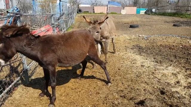 о том, как появляются милые пушистые ослики // DONKEYS смотреть онлайн