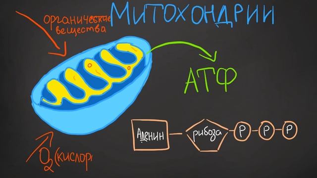 МИТОХОНДРИИ и ПЛАСТИДЫ • двумембранные органеллы клетки смотреть онлайн