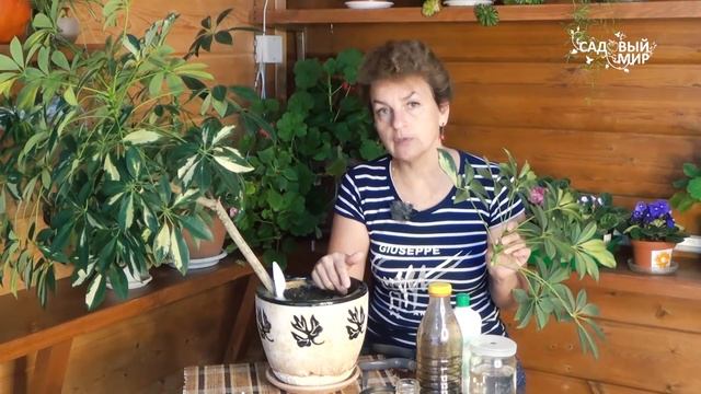 Как выращивать шефлеру, как размножить шефлеру смотреть онлайн