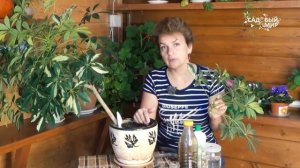 Как выращивать шефлеру, как размножить шефлеру