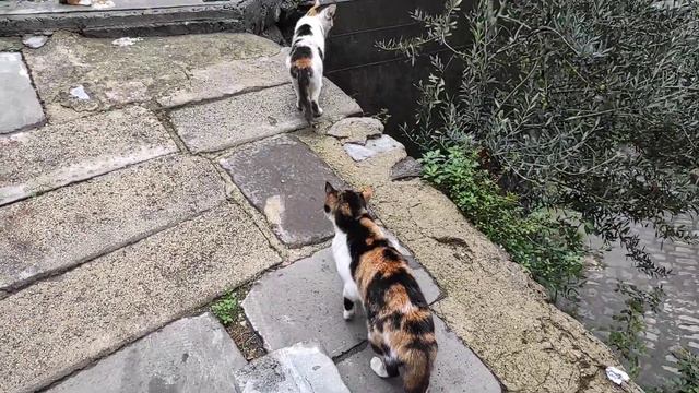 Стамбульские интересные котики. Намечается кошачья вечеринка. смотреть онлайн