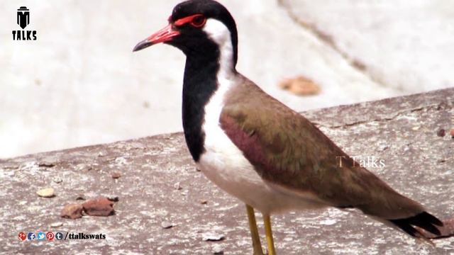 Red watted lapwing bird and paras stone || T Talks смотреть онлайн