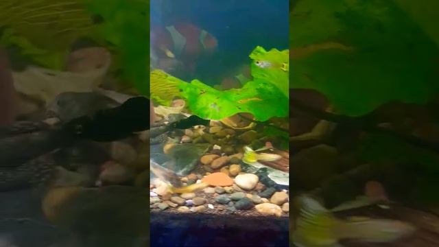 Моллинезия | Черный самец смотреть онлайн