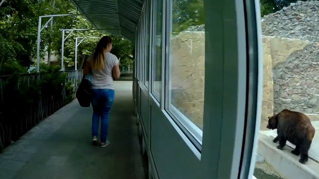 Николаевский зоопарк - бурый медведь смотреть онлайн