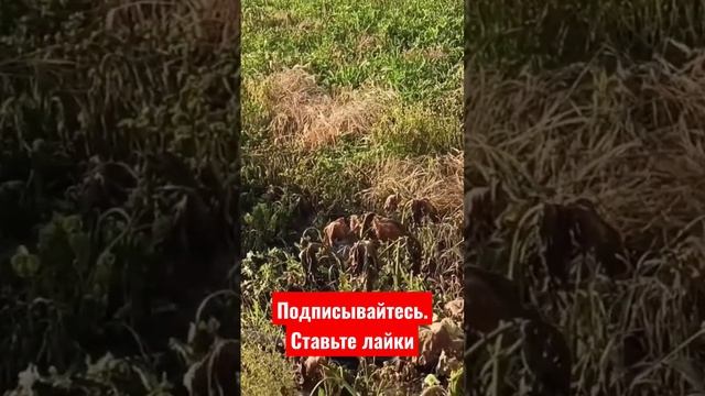 Действие гербицида в экстремальных погодных условиях #огород #сад #дача смотреть онлайн