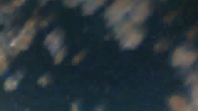 Микроскоп из веб камеры. Инфузория туфелька.1.avi