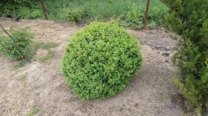 Как подстричь самшит в форме шара - стрижка хвойных растений весной