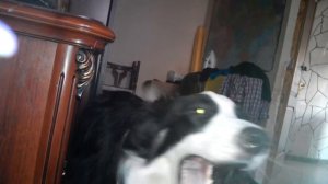 Бордер колли разговаривает