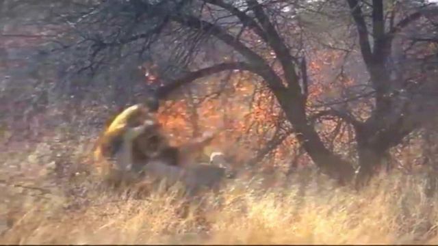 Breathtaking moments between the hunter and the prey, Part 9 смотреть онлайн