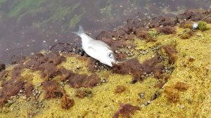 Четкое Места Для Ловли Воблы Каспий Рыбалка в Дагестане