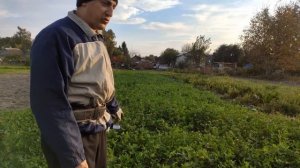 Клевер, посеянный без пахоты, результат осенью