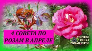 Розы в апреле уход выращивание. Четыре совета по уходу за розами в апреле. Выращивание роз.