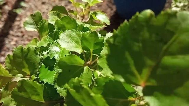 Aralia plants |Aralia verities |Rabizworld смотреть онлайн