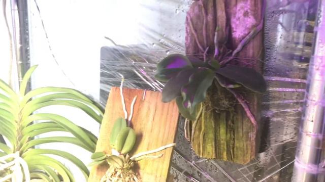 Blooms, spikes, mounts, pods and more updates смотреть онлайн