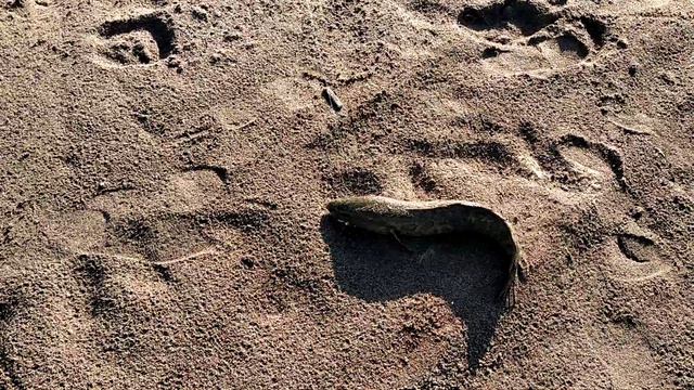 Поймали змей голову, на реке Лепсы. смотреть онлайн