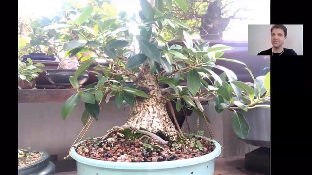 "Ficus organensis" – Evolução e história do pré-bonsai смотреть онлайн