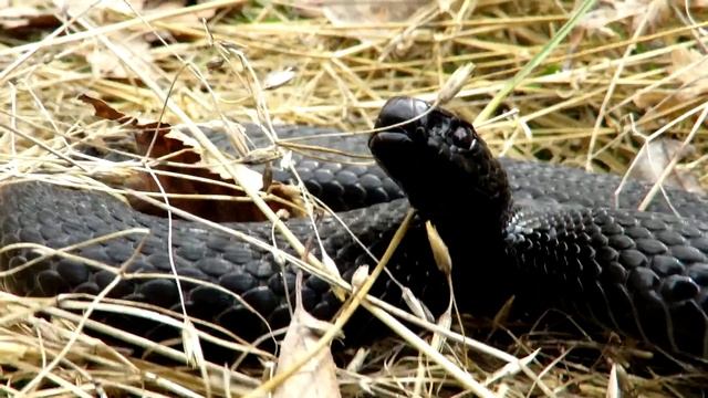 Гадюка угрожающе шипит и делает выпады, Viper Hisses And Attacks