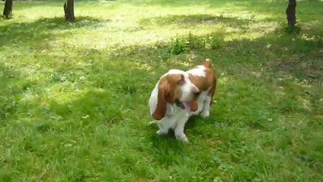 basset hound Бассет-хаунд Патриция смотреть онлайн
