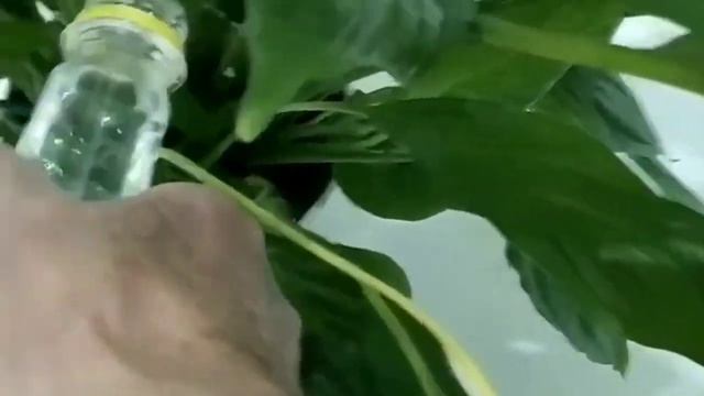 Цветок Женское Счастье.Профилактика. смотреть онлайн