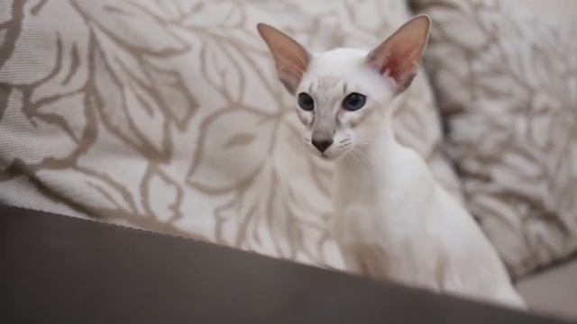 ТОП 5 Пород Кошек Которые Приносят Счастье и Удачу смотреть онлайн