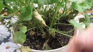 ПОЧЕМУ  У ГЕРАНИ ЗАСЫХАЮТ  ЛИСТЬЯ .