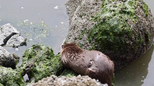 Otter 2 смотреть онлайн
