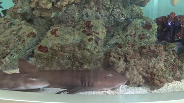 #Акулы - кошки в салоне #аквалого смотреть онлайн