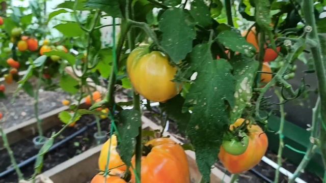 Обзор томатов- Любимый король, Сокровище инков, Ругатино, Пузата хата, Сто пудов.