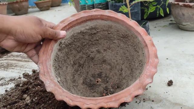 Double Potting কি?😳 এইভাবে গাছ প্রতিস্থাপন করলে ১ টি গাছ ও মারা যাবেনা ✅ | смотреть онлайн
