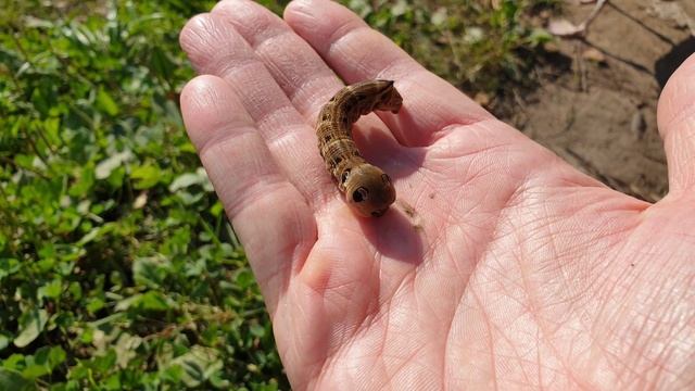Котики в Лучшем Издании