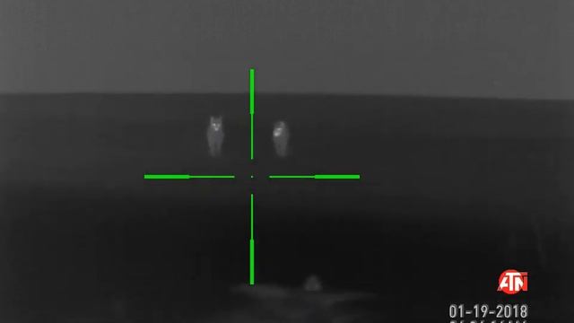 #ATNNation Highlight: Coyote Hunting with the ATN ThOR-HD 384 4.5-18x coyote hunt смотреть онлайн