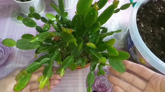 Всё о лесных кактусах?Декабрист?Рипсалидопсис?Хатиора?Эпифиллум?Размножение?Укоренение?Пересадка