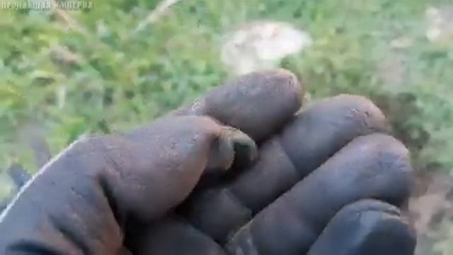 Ватсон! У нас палатку спи$дили. Коп монет с металлоискателем на бывшей деревне. смотреть онлайн