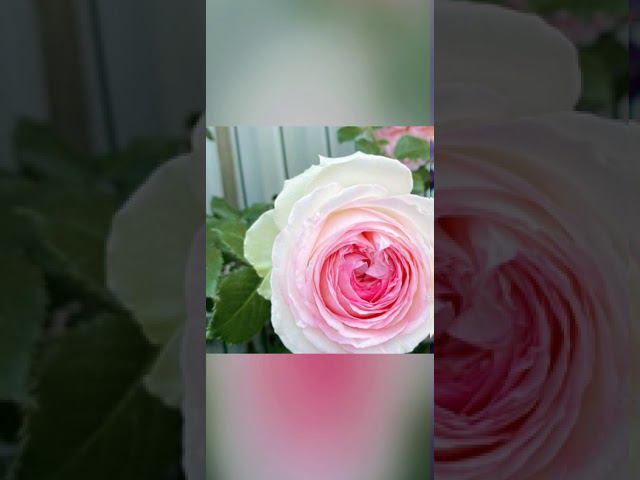 Пьер де Ронсар @rose_bushes161 смотреть онлайн