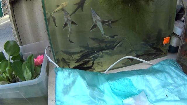 Птичий Рынок Ростов-на-Дону 2017. Выпуск №228 смотреть онлайн