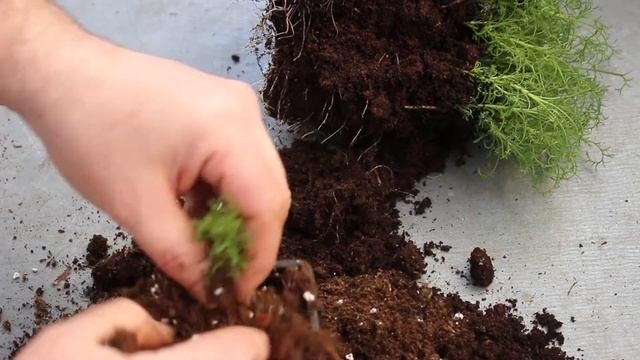 Rempotage de la santoline Santolina Rosmarinifolia(goût olive) смотреть онлайн
