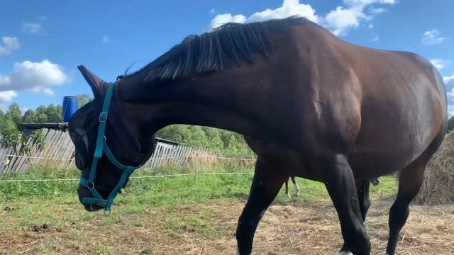 VLOG|строим КСК|беды с манежем|тренировки смотреть онлайн