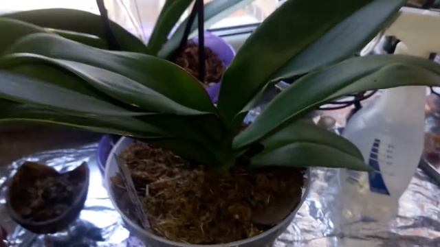 Срезала цветоносы у Phal.Rome для оздоровления и восстановления. смотреть онлайн