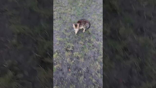 Данька.... Бенгальский кот. смотреть онлайн