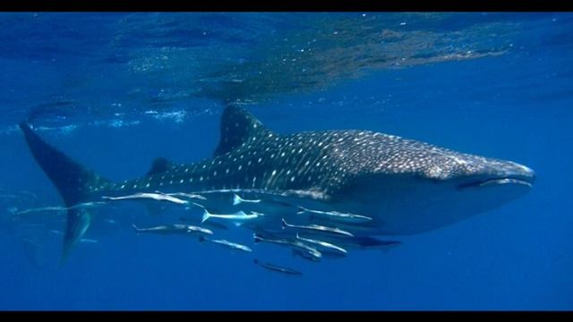 виды симбиоза биология для чайников