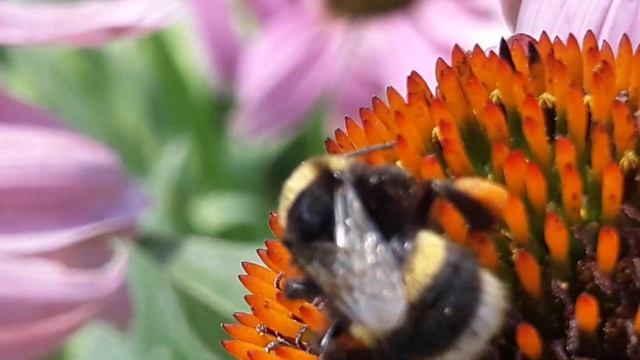 Шмель обедает. Bumblebee Eats