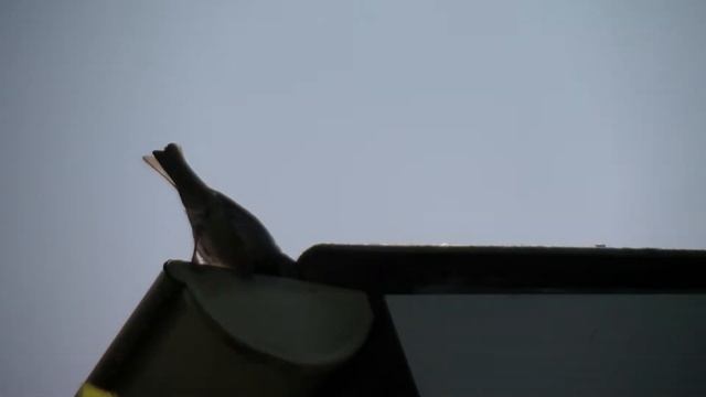 Воробьи. Уголок жизни на крыше... смотреть онлайн