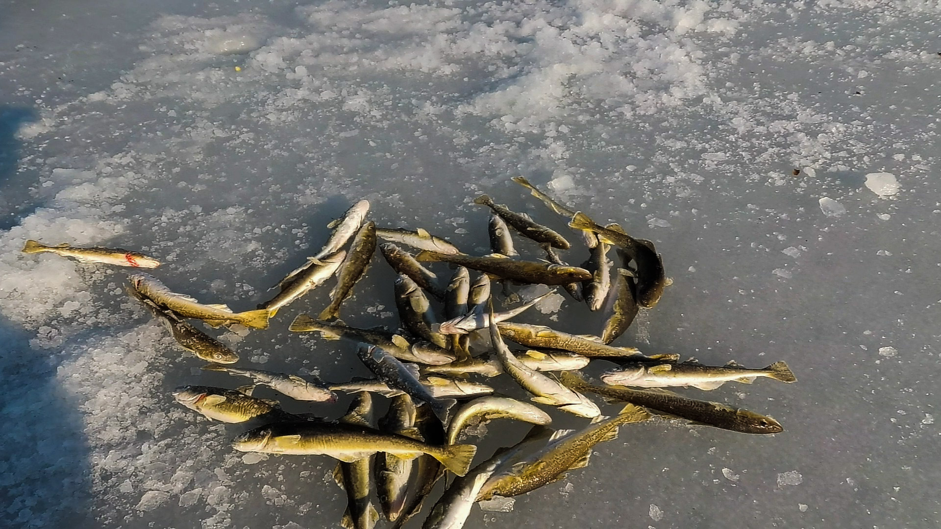 ЗИМНЯЯ РЫБАЛКА НА ГЛУБИНЕ РЫБАЛКА НА КОМБАЙНЫ АМУРСКИЙ ЗАЛИВ смотреть онлайн