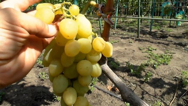 Виноград Маруся (2017) смотреть онлайн